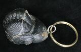 Real Enrolled Reedops Trilobite Keychain #18673-2